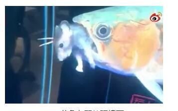 龍魚老張大嘴的原因（龍魚老張大嘴可能由多種因素引起）