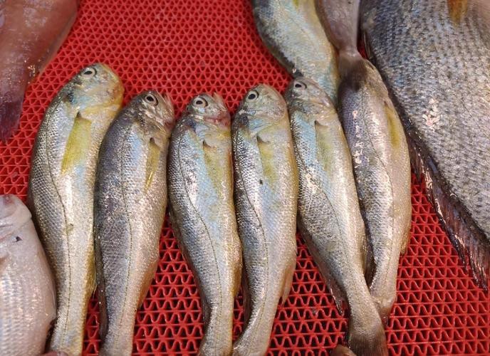 潮汕金龍魚是什么魚圖片大全