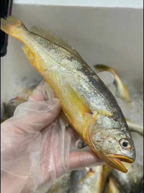 潮汕金龍魚是什么魚圖片大全