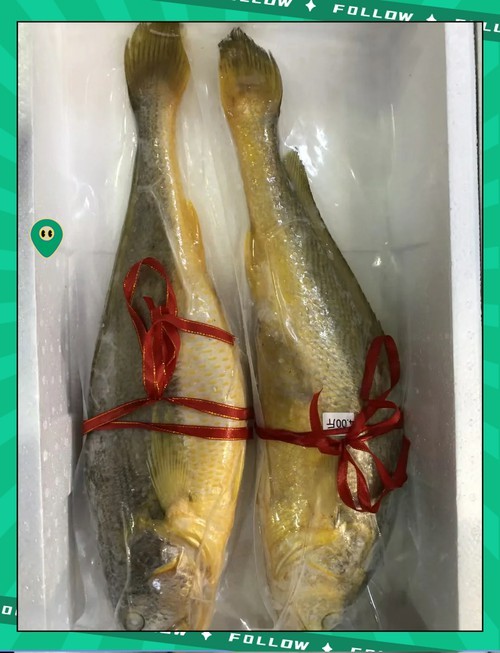 潮汕金龍魚是什么魚圖片大全