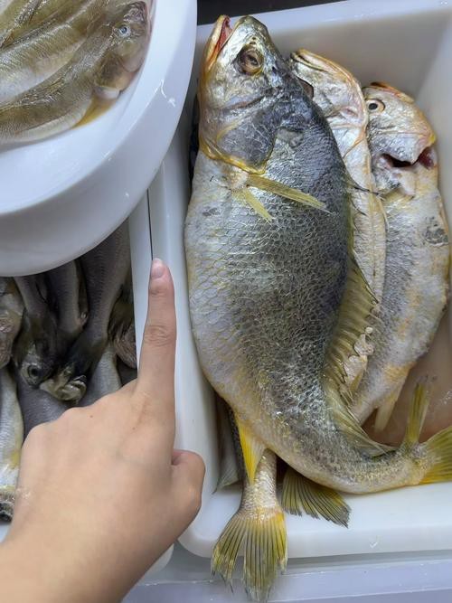 潮汕金龍魚是什么魚圖片大全