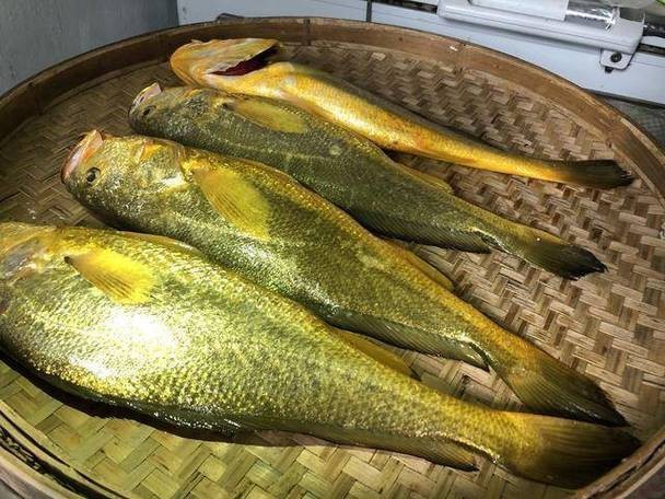 潮汕金龍魚是什么魚圖片大全