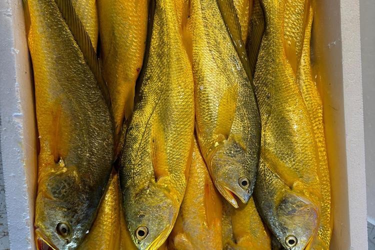 潮汕金龍魚是什么魚圖片大全
