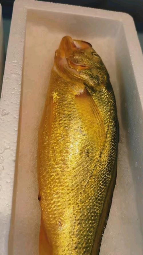 潮汕金龍魚是什么魚圖片大全