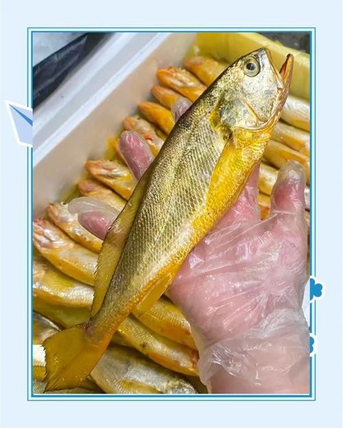 潮汕金龍魚是什么魚圖片大全