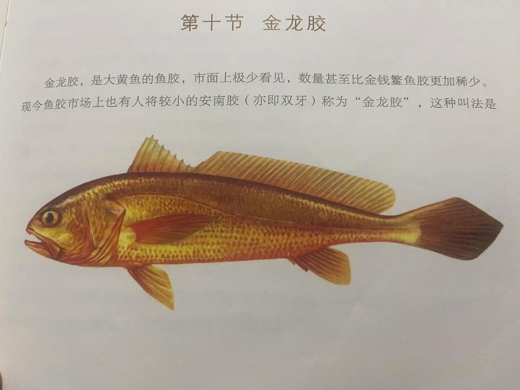 潮汕金龍魚是什么魚圖片大全