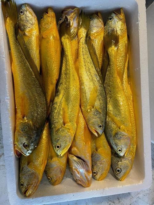 潮汕金龍魚是什么魚圖片大全