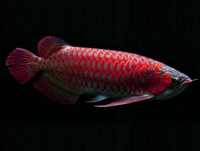 紅龍魚的營(yíng)養(yǎng)價(jià)值有哪些（紅龍魚的營(yíng)養(yǎng)價(jià)值）