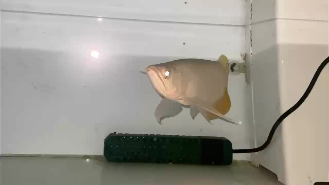 很不錯(cuò)的一尾魚