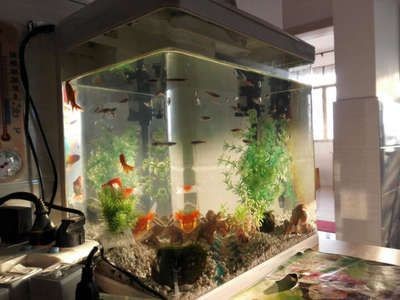 推薦魚缸品牌排行榜 推薦魚缸品牌排行榜 魚缸百科 第5張