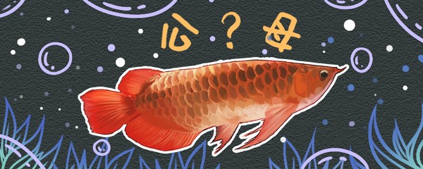 瑞麗市錦上添花水族館（瑞金錦上添花小區）