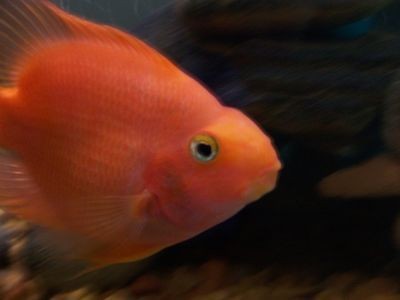 紅眼招財鱈龍魚的生長潛力取決于多種因素，生長潛力取決于多種因素：紅眼招財鱈龍魚生長潛力取決于多種因素紅眼招財鱈龍魚的生長潛力