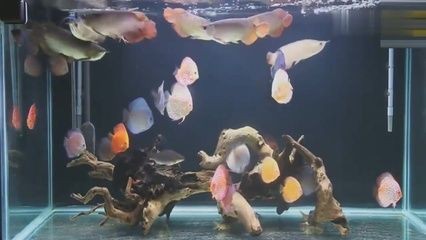 龍魚和七彩混養最好：龍魚和七彩魚在理論上可以混養