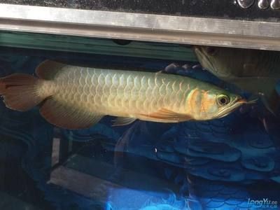 綠皮紅龍魚36公分（綠皮紅龍魚價格波動原因綠皮紅龍魚發色技巧分享）