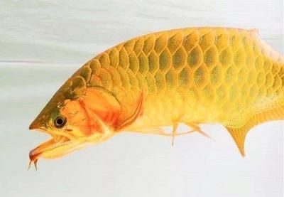 金龍魚幼年多大能繁殖（金龍魚的繁殖年齡與其性別有關，）