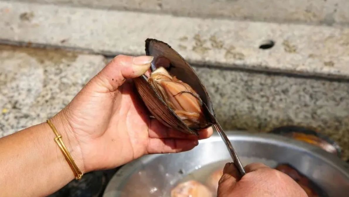 河蚌與魚缸寄生蟲問題的相關視頻：關于河蚌與魚缸寄生蟲問題的相關視頻