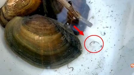 河蚌與魚缸寄生蟲問題的相關視頻：關于河蚌與魚缸寄生蟲問題的相關視頻