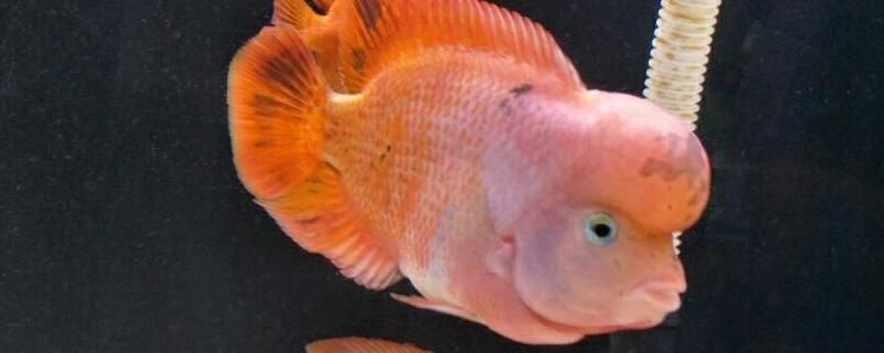 紅馬羅漢魚用多大的魚缸（如何選擇羅漢魚的魚缸材質(zhì)）