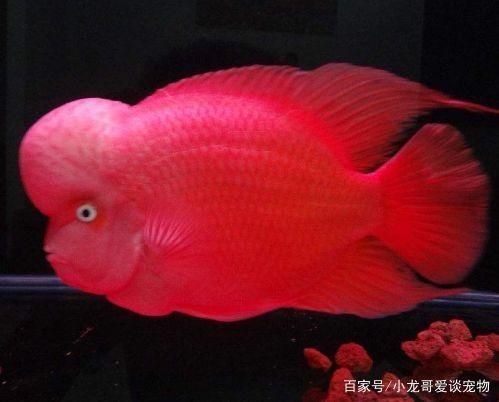 紅馬羅漢魚用多大的魚缸（如何選擇羅漢魚的魚缸材質(zhì)）