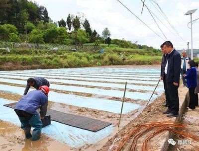 龍魚頭頂發白是水莓病嗎：龍魚頭頂發白是水莓病嗎龍魚頭頂發白是水莓病嗎
