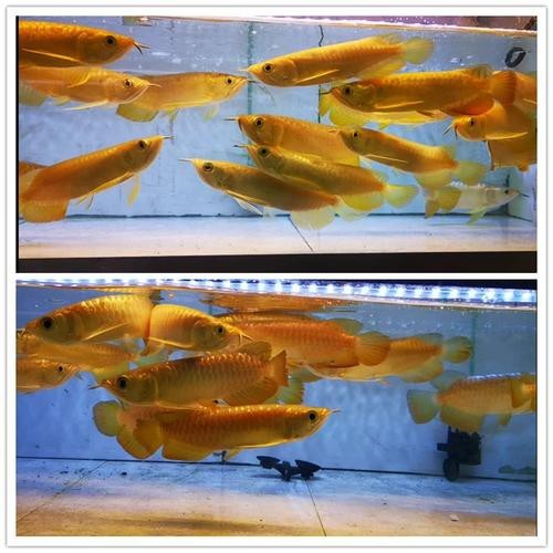 胭脂魚能和龍魚混養(yǎng)嗎圖片大全大圖