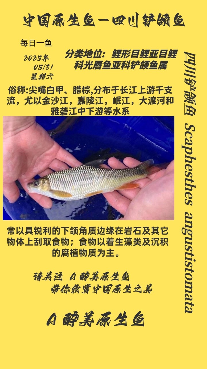 四川鏟頜魚