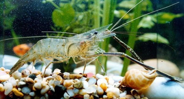 森森生態成品魚缸價格：森森生態成品魚缸價格合理，性價比高