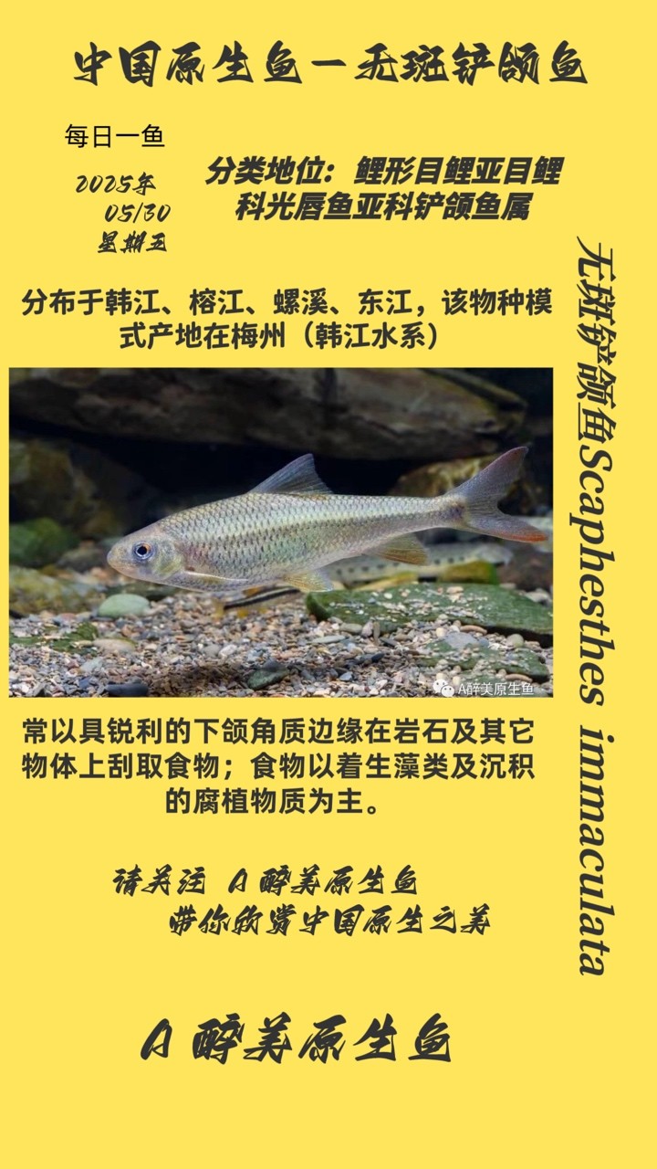 無斑鏟頜魚