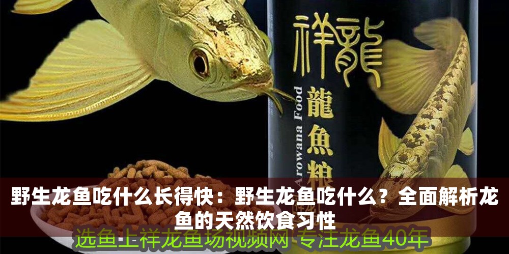野生龍魚吃什么長(zhǎng)得快：野生龍魚吃什么？全面解析龍魚的天然飲食習(xí)性