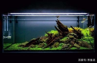 魚缸造景的藝術與技巧：觀賞魚缸制作魚缸制作的幾種材料和設計理念來進行