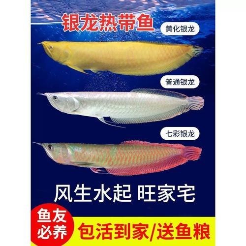 雪龍魚長什么樣子