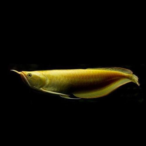 雪龍魚長什么樣子