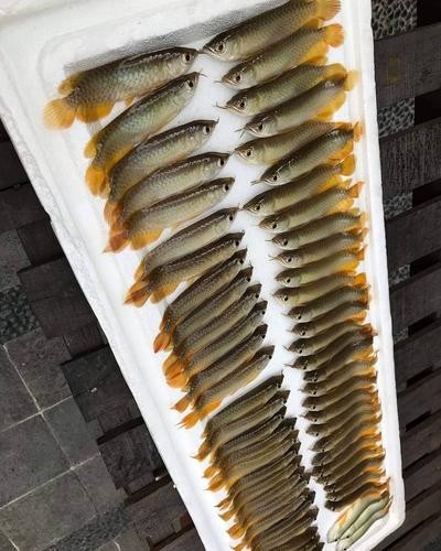 雪龍魚長什么樣子