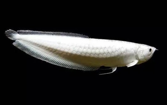 雪龍魚長什么樣子