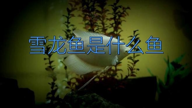 雪龍魚長什么樣子