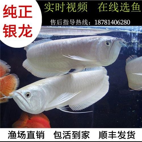 雪龍魚長什么樣子