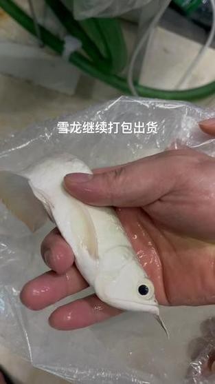 雪龍魚長什么樣子