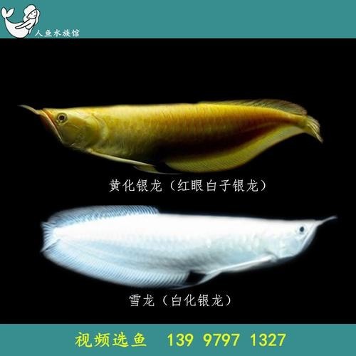 雪龍魚長什么樣子