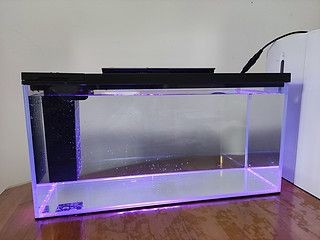 小佩魚缸pro不出氣泡怎么回事：小佩魚缸pro不出氣泡可能有多種原因及解決辦法