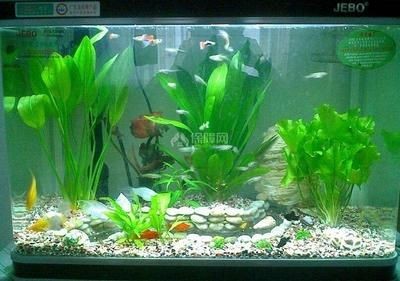 魚缸燈光對綠藻的影響：關于魚缸綠藻的問題