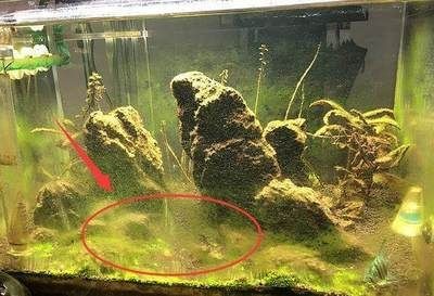 魚缸燈光對綠藻的影響：關于魚缸綠藻的問題