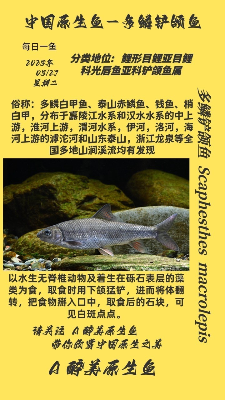 多鱗鏟頜魚