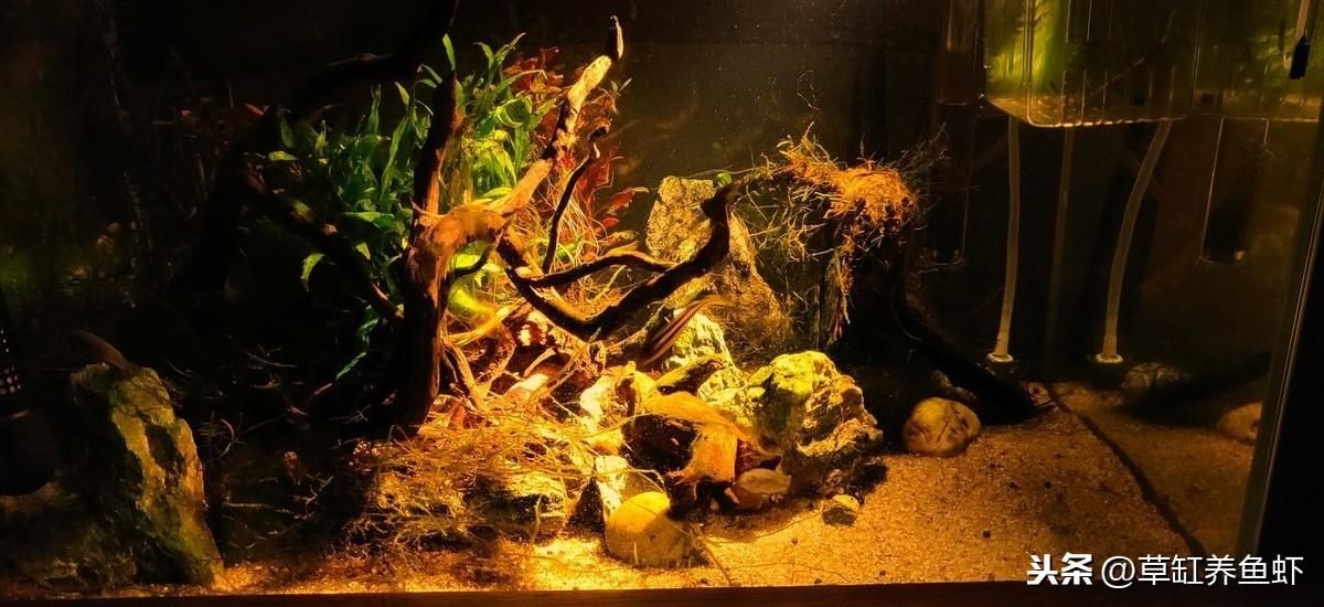 欖仁葉在魚缸里有什么作用：欖仁葉在魚缸里具有多種作用，如何正確使用欖仁葉與魚缸生態(tài)平衡