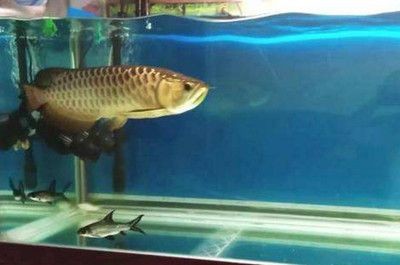 1米魚缸養龍魚怎么養的（1米的魚缸適合養龍魚嗎）