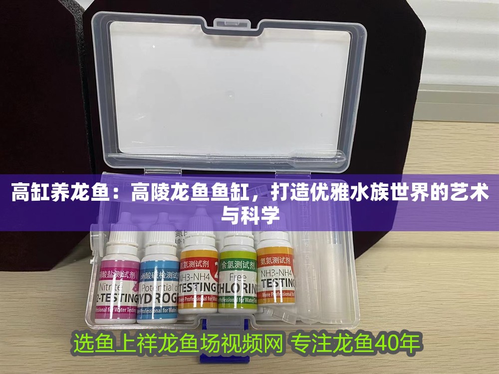高缸養龍魚：高陵龍魚魚缸，打造優雅水族世界的藝術與科學