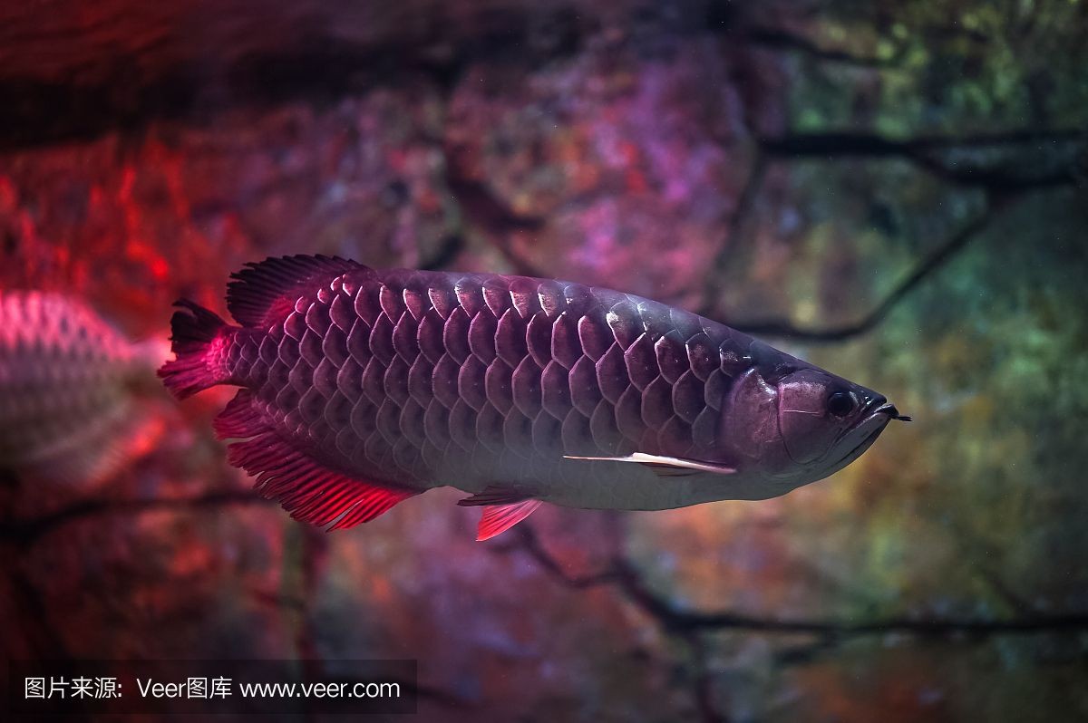 紅龍魚長度跟重量比例：紅龍魚的體長和重量比例可能會因紅龍魚的種類、年齡等因素不同