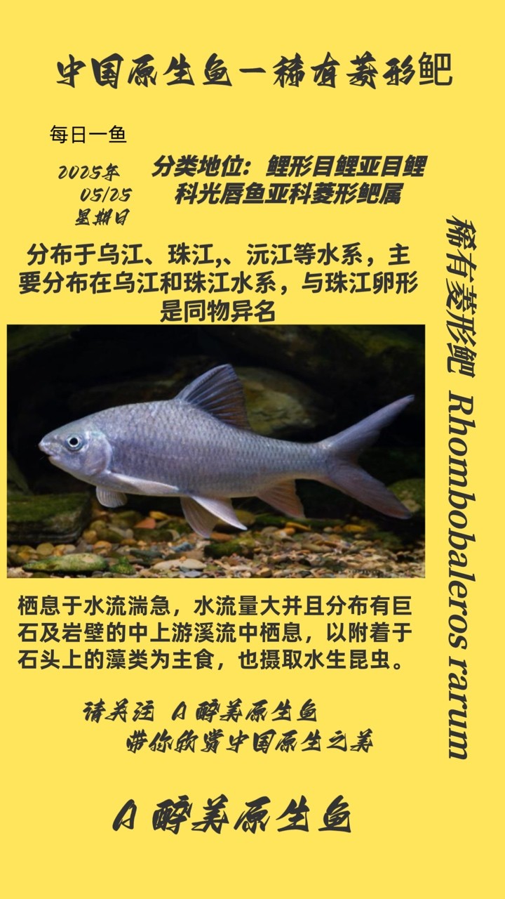 稀有菱形鲃