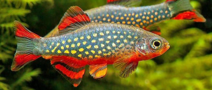 魚缸可以養什么寵物：魚缸養寵物的注意事項