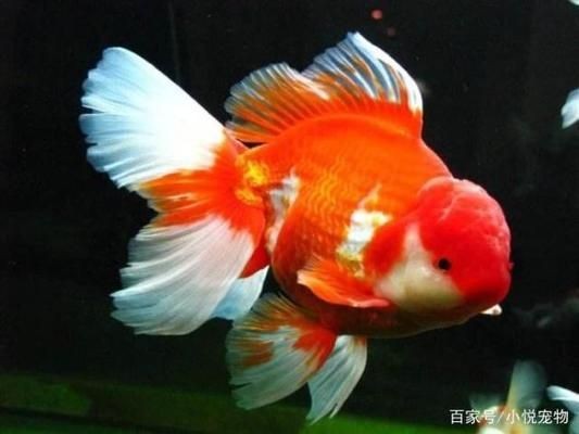 魚缸可以養什么寵物：魚缸養寵物的注意事項