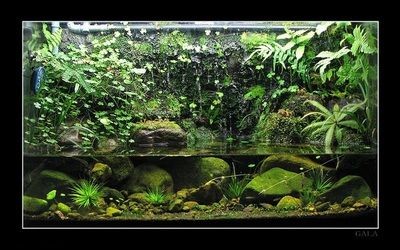 底濾魚缸的養護技巧底濾魚缸造景的養護技巧：底濾魚缸的養護技巧